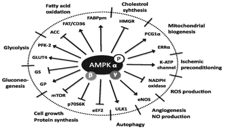 AAPK1 단백질의 생리학적인 기능