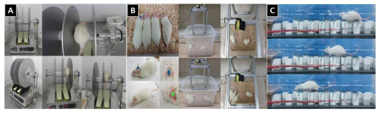 운동반응측정: (A) rota-rod, (B) open-filed, (C) foot-pressure measurement