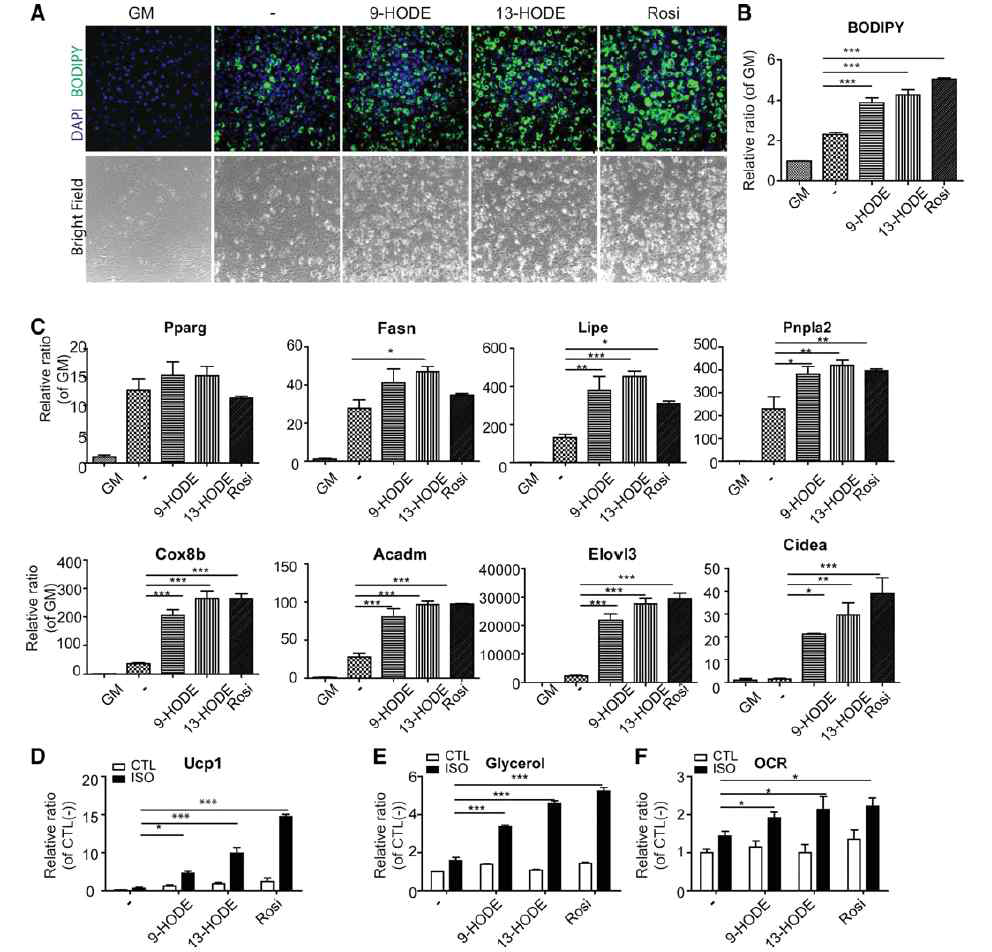 Alox15 metabolite의 갈색지방분화 효능연구 (AJP, 2016)