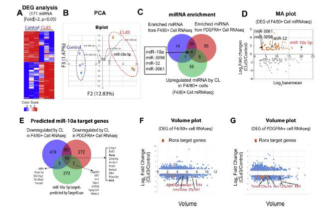 백색지방의 갈색지방화에 관여하는 대식세포유래 miRNA global profiling (Molecular Metabolism, 2019)