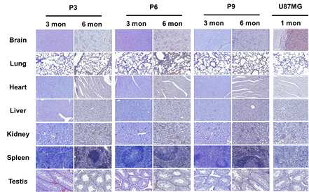 신경줄기세포를 이식한 후 3, 6개월째 뇌 및 다른 장기별 사람 특이적 항체인 Stem121로 염색한 결과임. U87MG는 뇌교모세포종으로 양성대조군으로 사용됨