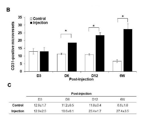 CD31의 발현을 정량적으로 분석하였으며 대조군에 비하여 이식군에서 유의적으로 혈관 수가 증가하였음