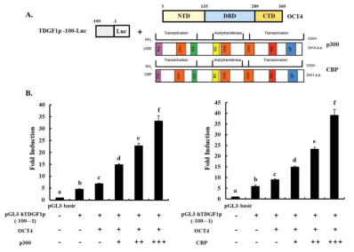 OCT4와 p300 및 CBP cofactor에 의한 TDGF1 promoter 활성 변화 조사 (A) TDGF1 promoter (-100~-1) luciferase vector, OCT4 expression vector, p300 및 CBP expression vector 모식도. (B) OCT4와 p300 및 CBP cofactor에 의한 TDGF1 transcriptional activity 조사. abcdefP<0.05