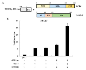 TDGF1 유전자발현 조절을 위한 OCT4와 NANOG의 연관성유무조사. (A) TDGF1 promoter (-100~-1) luciferase vector, OCT4 and NANOG expression vector 모식도. (B) OCT4와 NANOG 에 의한 TDGF1 transcriptional activity 조사