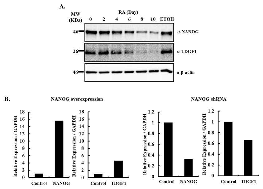 분화 및 NANOG over-expression 및 knockdown시 TDGF1와 NANOG 유전자의 발현 양상 변화 (A) 분화에 따른 발현 변화 (B) NANOG over-expression 및 knockdown TDGF1와 OCT4 유전자의 발현