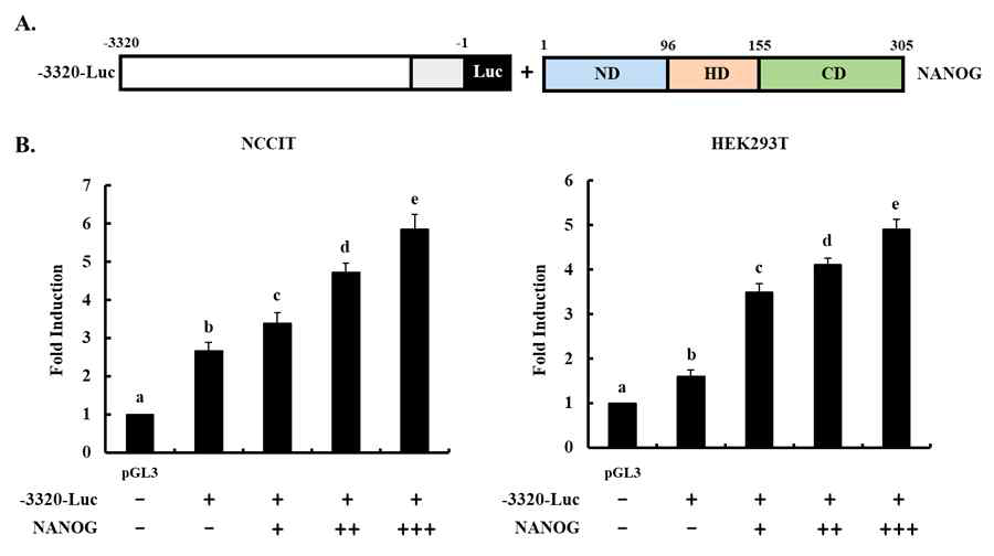 NANOG 전사인자에 의한 TDGF1 promoter 활성변화 조사 (A) TDGF1 promoter (-3320~-1) luciferase vector, NANOG expression vector 모식도. (B) NANOG 전사인자에 의한 TDGF1 transcriptional activity 조사. abcdeP<0.05