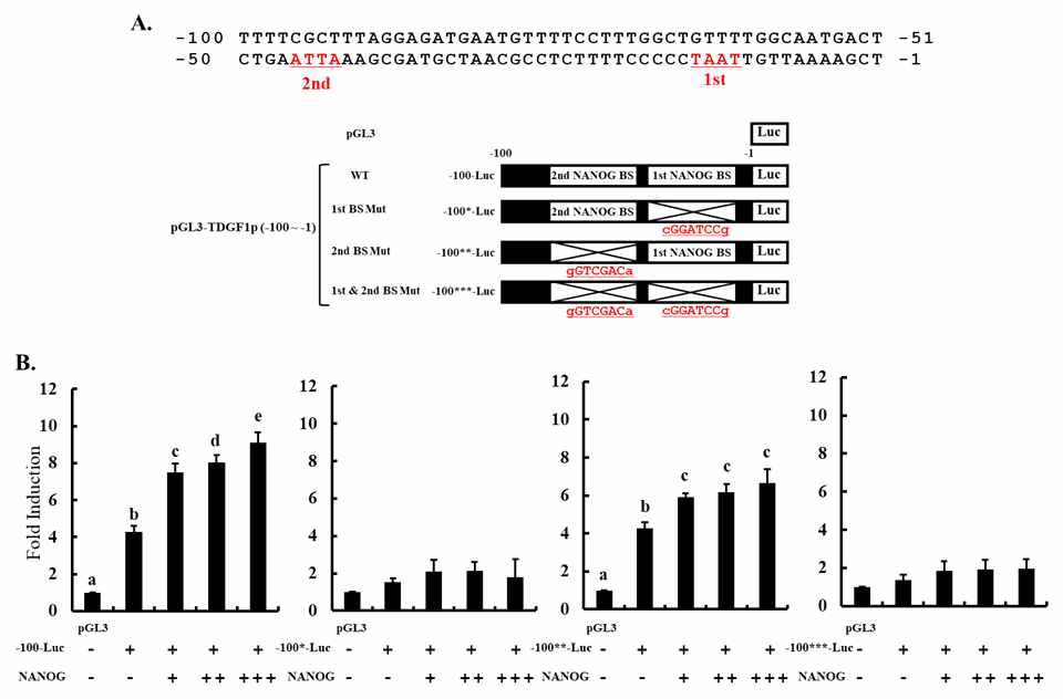 TDGF1 transcriptional activity를 위한 TDGF1 minimal promoter의 중요성 및 putative NANOG binding site 조사. (A) TDGF1 promoter construct (–100-Luc)의 wild type 및 putative NANOG binding site mutant construct 모식도. (B) Putative NANOG binding site 부위에 대한 NANOG 전사인자에 의한 TDGF1 transcriptional activity 조사. abcdeP<0.05