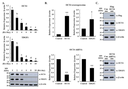 분화 및 OCT4 over-expression 및 knockdown시 TDGF1와 OCT4 유전자의 발현 양상 변화 (A) 분화에 따른 발현 변화 (B, C) OCT4 over-expression 및 knockdown TDGF1와 OCT4 유전자의 발현 abcdep<0.05, *p<0.05, **p<0.01