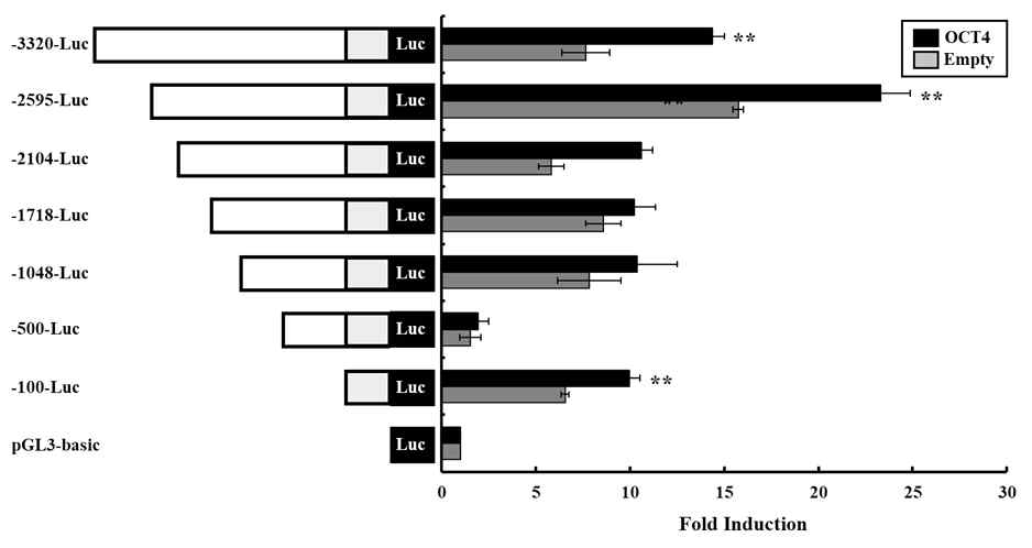 Serial deletion mutant TDGF1 promoter에 대한 OCT4 전사인자에 의한 promoter activity 활성 조사. **p<0.01