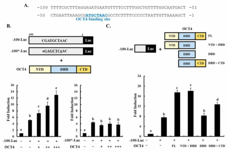 TDGF1 transcriptional activity를 위한 TDGF1 minimal promoter 및 OCT4 transactivation domain의 중요성과 putative OCT4 binding site 조사. (A) TDGF1 promoter construct (–100-Luc)의 WT construct 및 putative OCT4 binding site 모식도. (B) Putative OCT4 binding site 부위에 대한 OCT4 전사인자에 의한 TDGF1 transcriptional activity 조사. abcdeP<0.05. (C) TDGF1 promoter (-100~-1) luciferase vector, OCT4 expression vector WT 및 domain deletion mutant vector 모식도 및 OCT4 전사인자에 의한 TDGF1 transcriptional activity 조사. abcdP<0.05