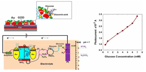 Graphene-WO3-Au 하이브리드 광 전극을 사용한 물 분해 반응 모식도 및 성능