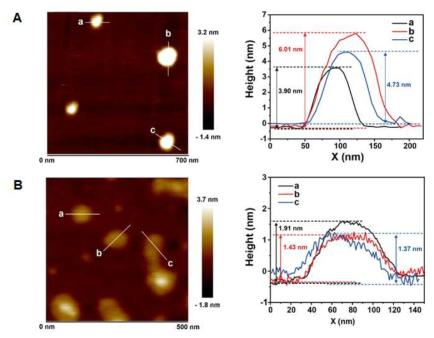 (A) 플라즈마 처리가 되지 않은 니켈-알루미늄 이중층상 수산 화물의 AFM 이미지 및 그에 해당하는 cross section 두께 (B) 플라즈마 처리 된 니켈-알루미늄 나노 층상 구조의 AFM 이미지 및 그에 해당하는 cross section 두께