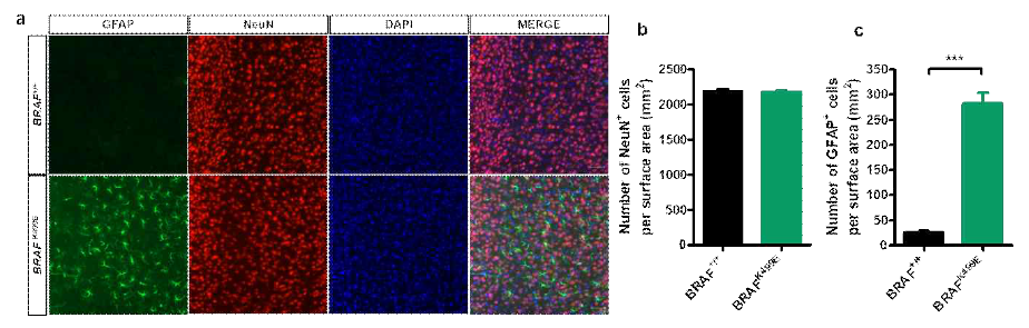 신경 줄기 세포 특이적 BRAF K499E 발현이 분화에 미치는 영향 a 체성감각 피질에서의 성상세포, 신경세포의 발현 b 신경세포 마커인 NeuN+ 세포의 숫자 c 성상세포 마커인 GFAP+ 세포의 숫자