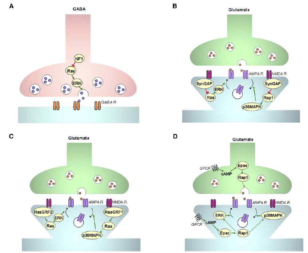 세포 타입에 따른 RAS의 역할. (A)억제성 전시냅스 뉴런에서는 ERK를 통해 GABA 분비를 촉진함 (B)흥분성 후시냅스 뉴런에서는 ERK를 통해 AMPA receptor의 trafficking을 촉진함 (C) 흥분성 후시냅스 뉴런에서 p38MAPK를 통해 AMPA receptor의 endocytosis를 촉진함 (D) 흥분성 전시냅스 뉴런에서는 Epac을 통해 glutamate 분비를 조절함