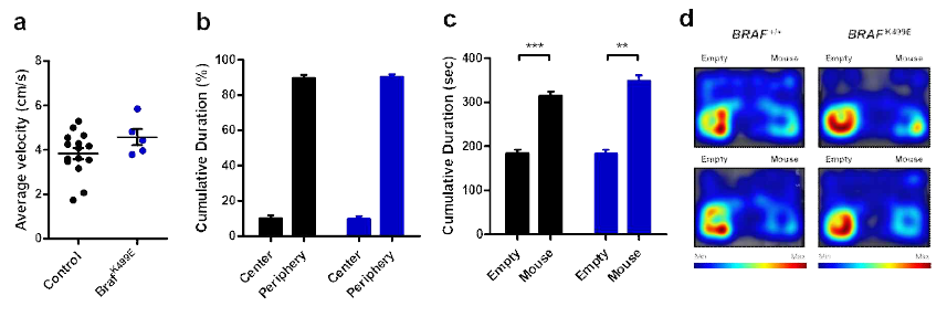 억제성 신경세포 특이적 BRAF K499E 발현이 행동에 미치는 영향 (a, b) Open field test. (c, d) Three-chamber social test