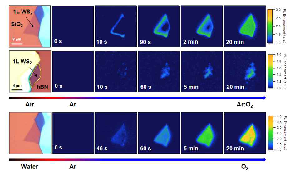단일층 WS2의 기판이 (상) SiO2/Si (중) hBN일 때 Ar 기체로 O2를 충분히 제거한 후에 O2 기체를 다시 주입함에 따른 광발광의 증강 정도를 보여주는 이미지. (하) 단일층 WS2/SiO2 시료를 물에 집어넣은 상태에서 O2 기체를 주입함에 따른 광발광의 증강 정도를 보여주는 이미지
