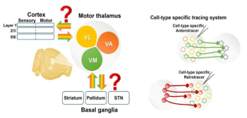 시상핵 신경회로의 복잡성(좌), 세부 신경회로망을 연구하기 위한 전략(우)