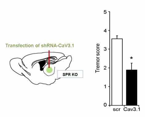 CaV3.1 채널을 억제하는 shRNA를 시상핵 특이적으로 발현시켰을 때 나타나는 진전증 완화 효과