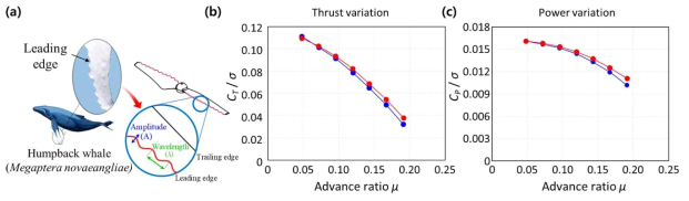 (a) 혹등고래 지느러미 발 돌기를 모방한 회전익 앞단과 그 파라미터; (b) 전진비에 따른 추력계수; (c) 전진비에 따른 동력 계수: (파랑) 기본모델; (빨강) 혹등고래 지느러미발 돌기가 적용된 프로펠러