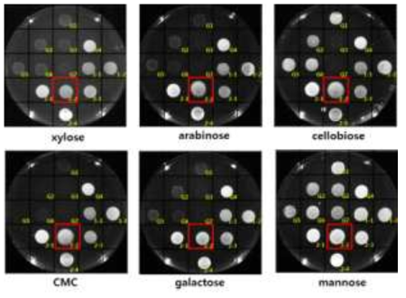 분리된 효모들의 여러 가지 당 이용능력