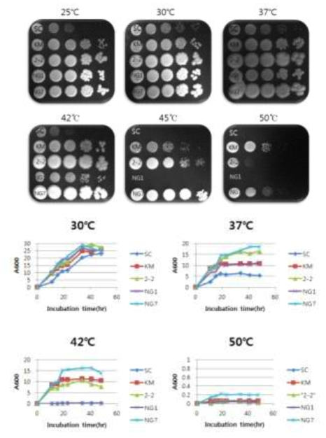 분리균주의 고온내성 확인