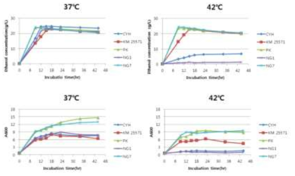 분리 균주들의 온도에 따른 에탄올 생성능