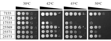 각 균주들의 고온내성 확인