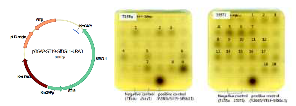 SfBGL1 발현을 위한 K. marxianus vector 및 발현확인
