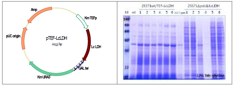 L-LDH 발현을 위한 K. marxianus vector 및 SDS-PAGE
