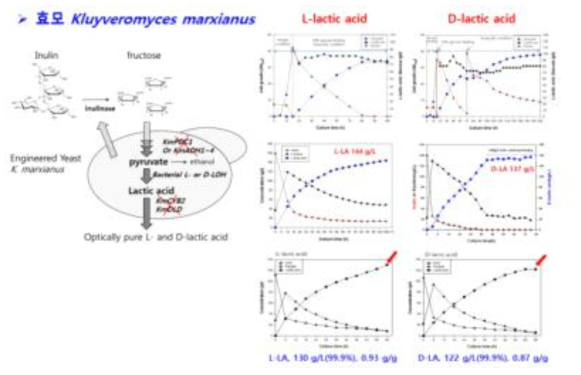 돼지감자 이눌린으로부터 lactic acid 발효 생산