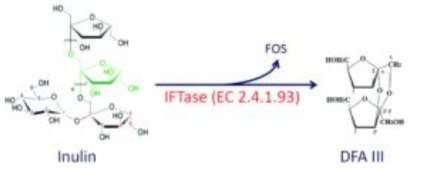 이눌린으로부터 DFA III 전환 반응