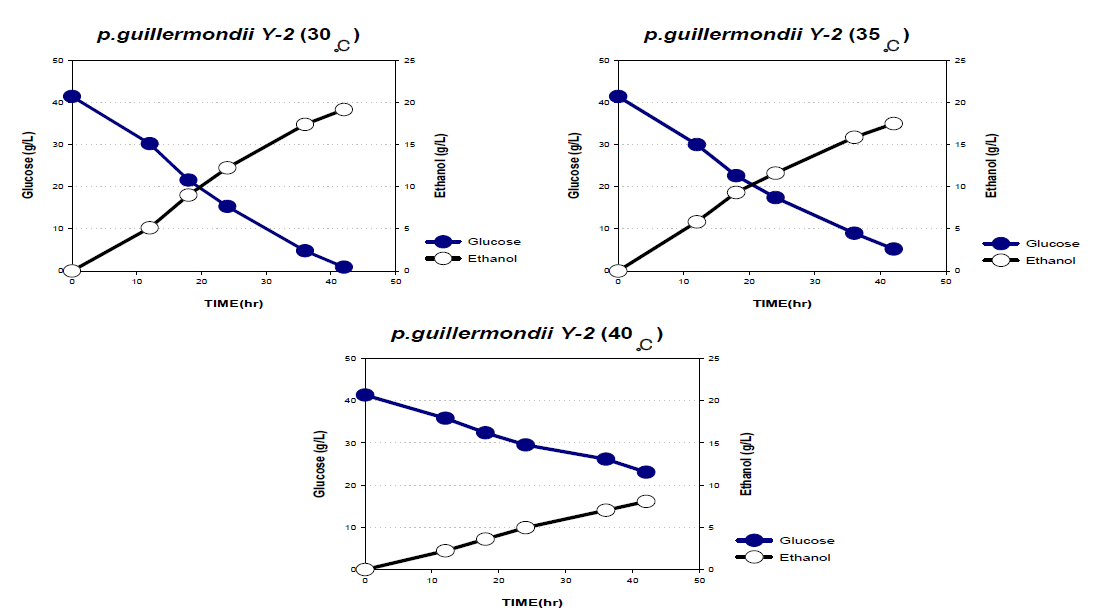 P. guillermondii Y-2의 글루코즈를 이용한 온도에 따른 에탄올 발효 (30, 35, 40도)