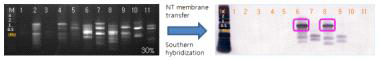 Degenerate primer를 이용한 PCR 및 Southern hybridization