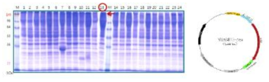 CfCex 고발현 균주의 선별을 위한 SDS-PAGE 분석 및 선별 벡터