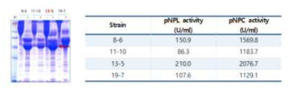 Deglycosylation을 통한 목적 단백질의 발현 확인