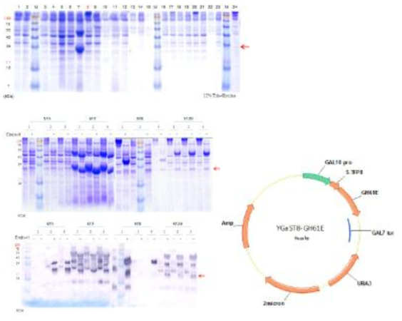 24 종류 TFP를 이용한 GH61E의 과발현 확인 및 최종 균주 선별