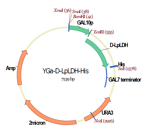 -LDH 발현을 위한 S. cerevisiae vector