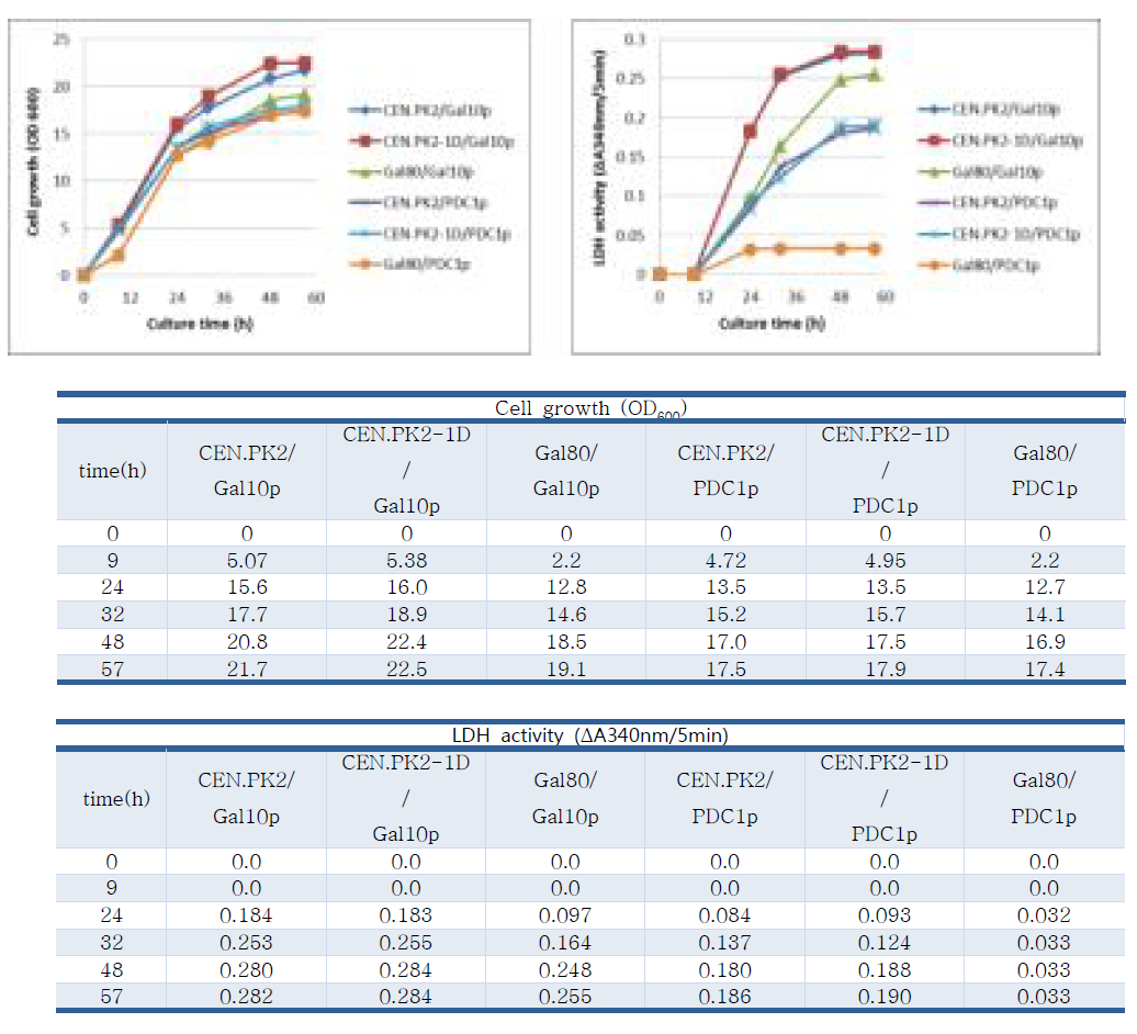 세포성장에 따른 D-LDH 활성분석
