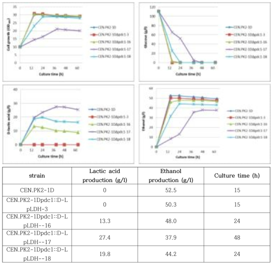 세포성장에 따른 D-lactic acid와 에탄올 생산량 분석