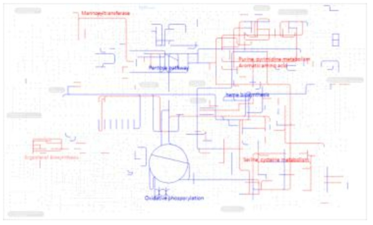 KEGG 데이터베이스를 활용한 전사체 결과의 대사회로 맵핑분석 (Red:산성조건에서 발현이 증가한 유전자/blue:산성조건에서 발현이 감소한 유전자)