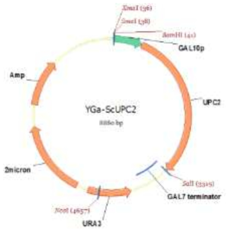 UPC2 발현을 위한 S. cerevisiae vector