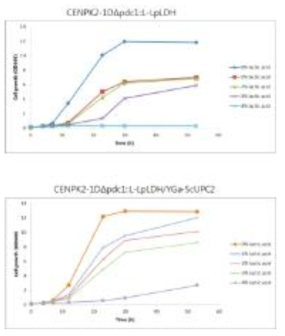 UPC2 유전자 과발현 효모와 모균 주의 lactic acid 액체배지에서 세포성장 비교