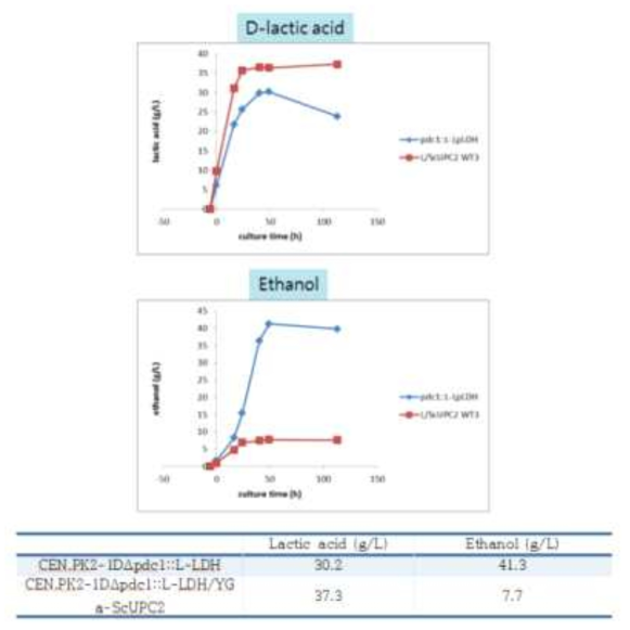 UPC2 과발현 균주의 L-lactic acid와 에탄올 생산량 분석