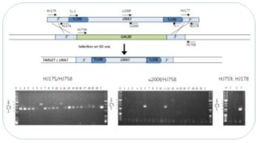 URA3 cassette를 이용한 GAL80 유전자 결실 과정