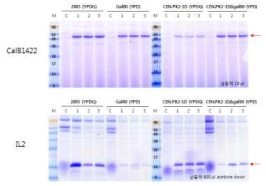 CalB1422와 IL2 단백질 발현율 분석