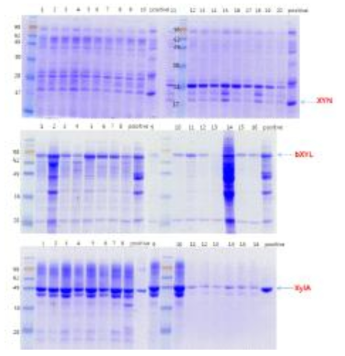 XYN, bXYL, XylA 형질전환들의 SDS-PAGE