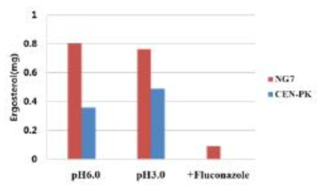 NG7 균주의 ergosterol 함량