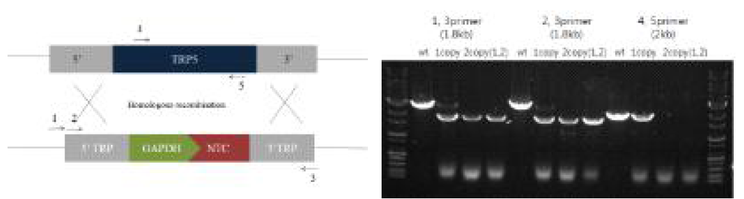 NTC cassette를 이용한 TRP5 유전자 disruption