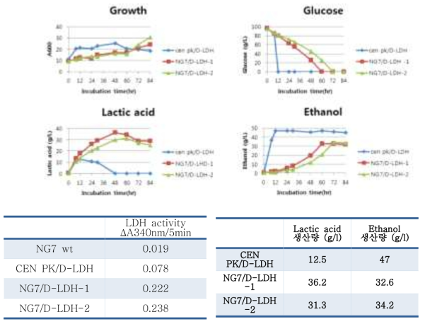 LDH 활성 및 Lactic acid 생산량 분석