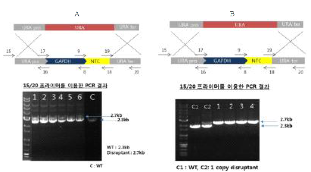 NTC cassette를 이용한 1copy URA 유전자 disruption(A), NTC cassette를 이용한 2copy URA 유전자 disruption(B)
